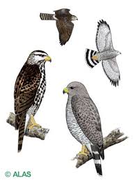 Asturina nitida.