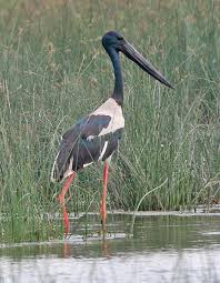Stork (Ephippiorhynchus