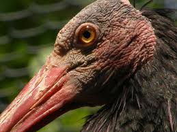 Ibis (Geronticus eremita)