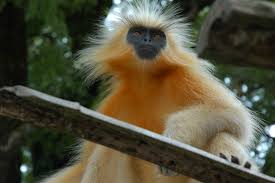 (Trachypithecus geei)