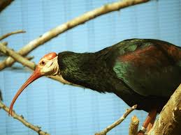 (Geronticus calvus) <!