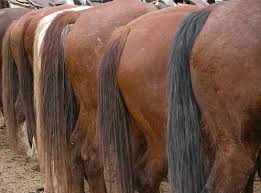 Ancient horse's asses control