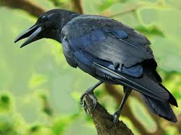 Large-billed Crow