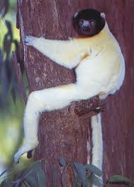Propithecus verreauxi