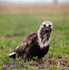 Buteo lagopus Rough-legged