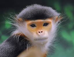 Douc Langur (Pygathrix nemaeus