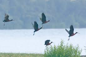 Ibis (Plegadis chihi)