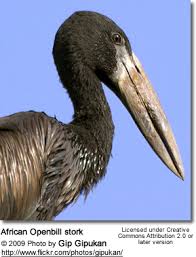 Milky Stork (Mycteria cinerea)