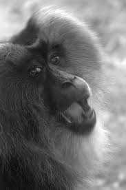 Macaca silenus (Linnaeus, 1758