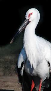 Ciconia boyciana