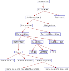 Family -- Hominidae