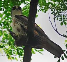 Eagle (Hieraaetus kienerii