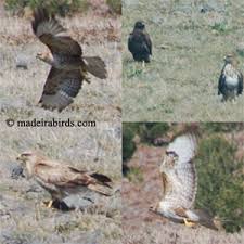 Buzzard Buteo rufinus