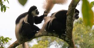Guereza Colobus (Colobus