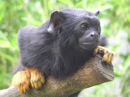 File:Saguinus midas