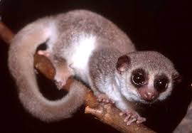 Cheirogaleus medius,