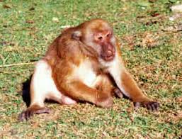 (Macaca assamensis) - Wiki