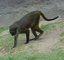 Monkeys (Allenopithecus