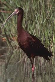 Plegadis chihi