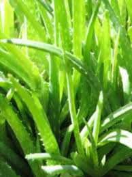 Aloe Vera has many complimentary ...
