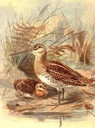 Gallinago gallinago -