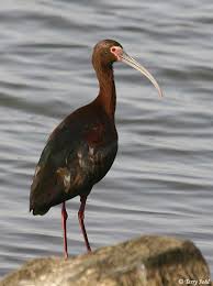 Ibis - Plegadis chihi