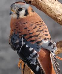 File:Falco sparverius
