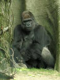 Gorilla