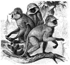 Hulman (Semnopithecus entellus