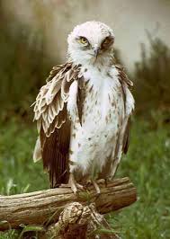 Eagle (Circaetus gallicus)