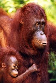 Pongo pygmaeus