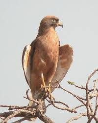 Butastur rufipennis