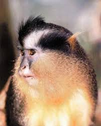 (Cercopithecus pogonias) <