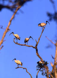Ibis, Threskiornis molucca