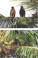 Indian Spotted Eagle Aquila