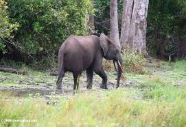 Forest elephant in Gabon