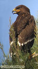 (Aquila pomarina) Bet Shean