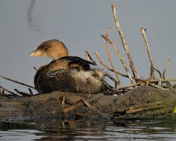 Podilymbus podiceps,