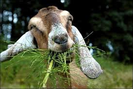 A herd of 60 goats romped through ...