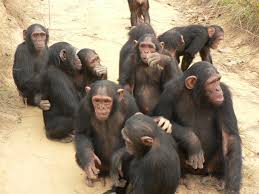 learn from Pan troglodytes