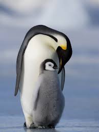 (Aptenodytes Forsteri) and