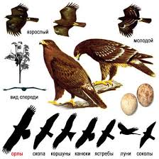 подорлик — Aquila clanga