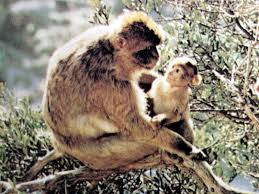 바바리원숭이 Macaca sylvanus
