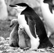 (Pygoscelis antarctica)