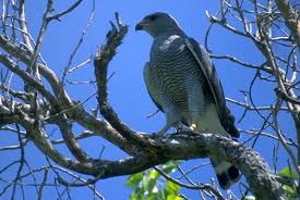 Buteo nitidus (Asturina nitida