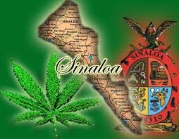 Influences, sinaloa