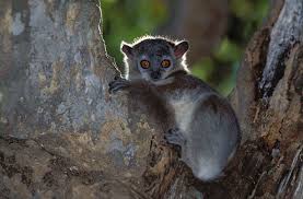 Lepilemur mustelinus,