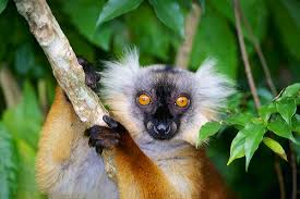 Eulemur macaco macaco (black