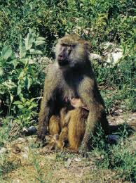Olive Baboon (Papio anubis) -