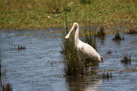 Platalea flavipes photo